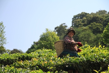 Mai Chau - Moc Chau -  Phu Yen